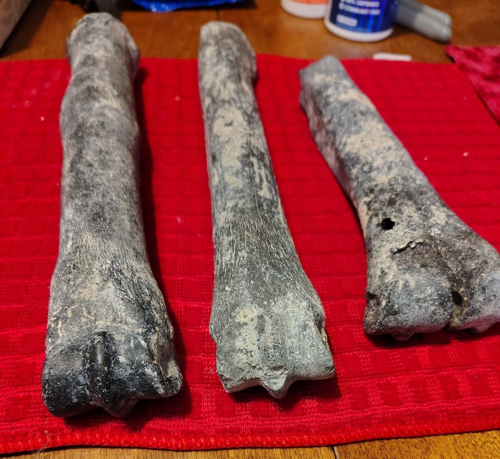 Deer Bone Fossils