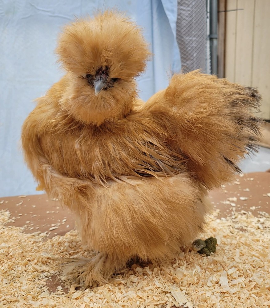 6+1 Silkie Hatching Eggs Npip