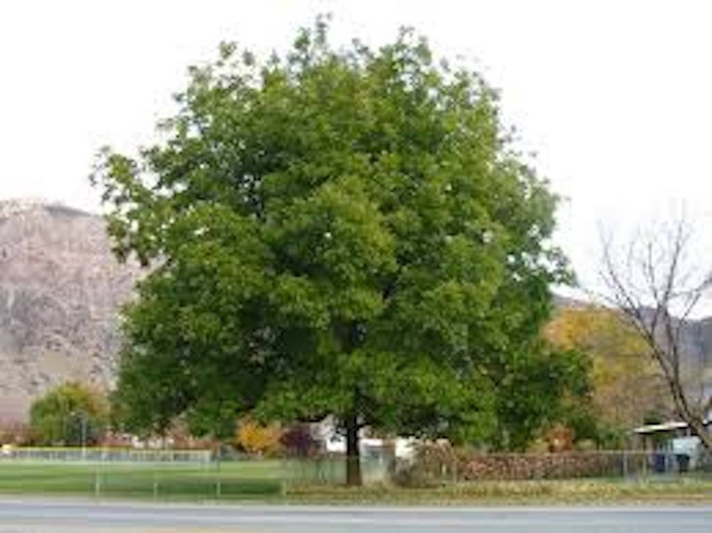 1 Pecan Tree 12-24" Tall Carya illinoinensis Bare Root