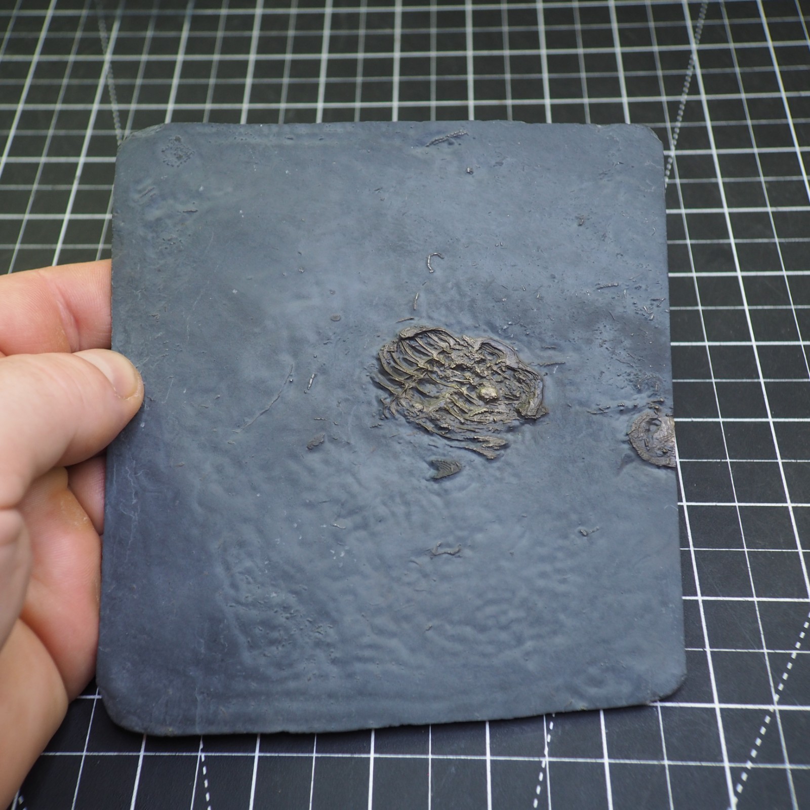 Chotecops ferdinandi Pyrite Trilobite Bundenbach Germany Fossil Devonian