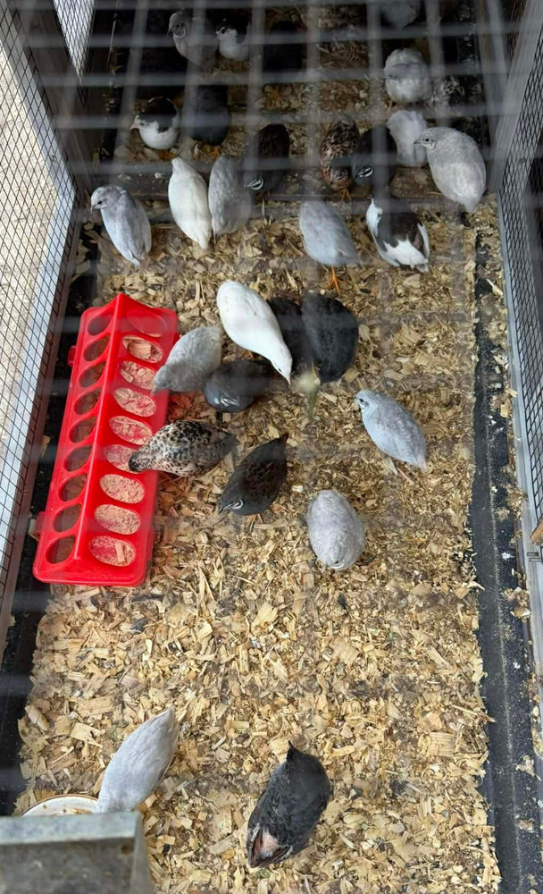 20+ Extra Button Chick (Button Quail) Hatching Eggs – Fresh & Multiple Colors