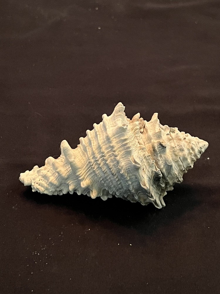 EXTINCT Fossilized VASE Shell From Central Florida & BONUS Shell.
