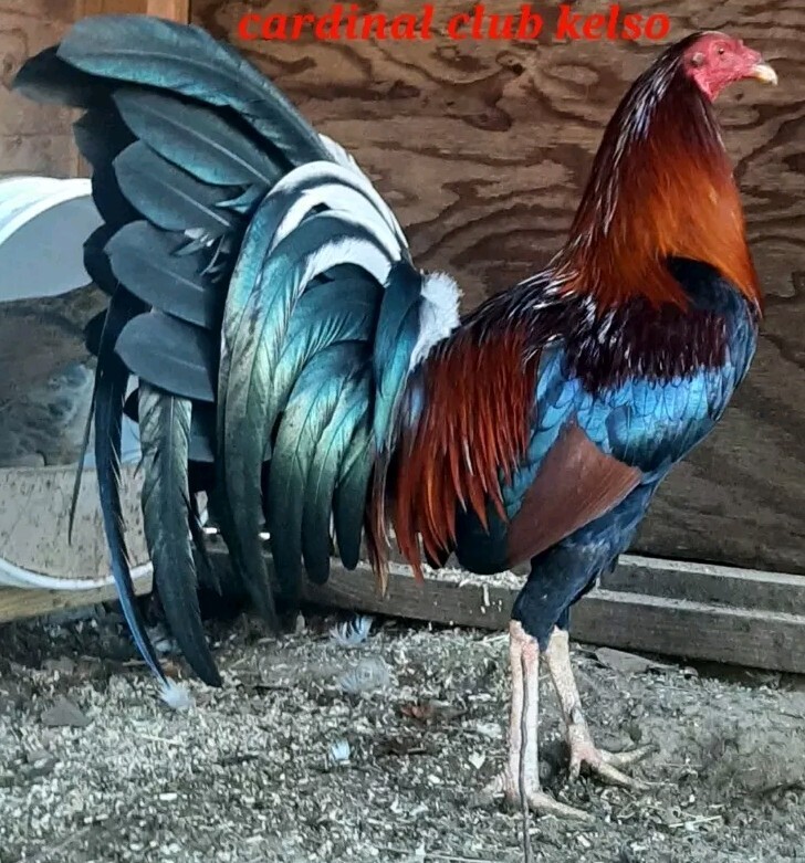 24 Chicken Hatching Eggs