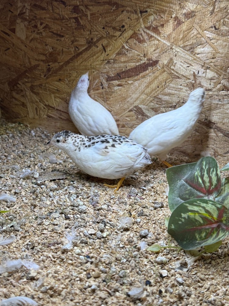 40+ Button Quail Hatching Eggs Multiple Colors