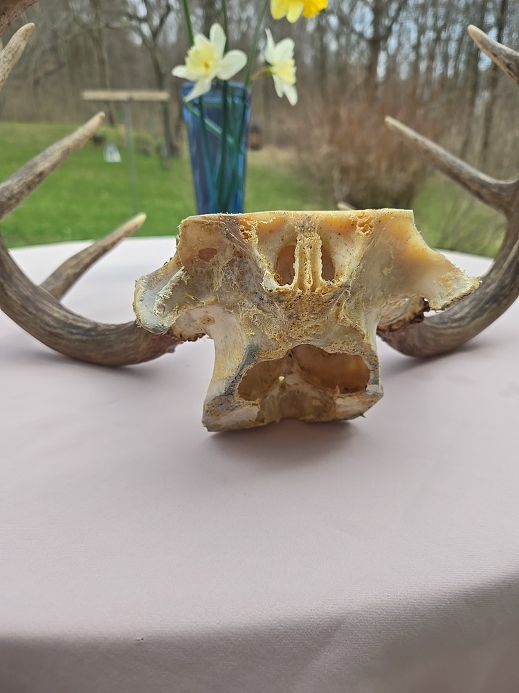 Deer Antlers