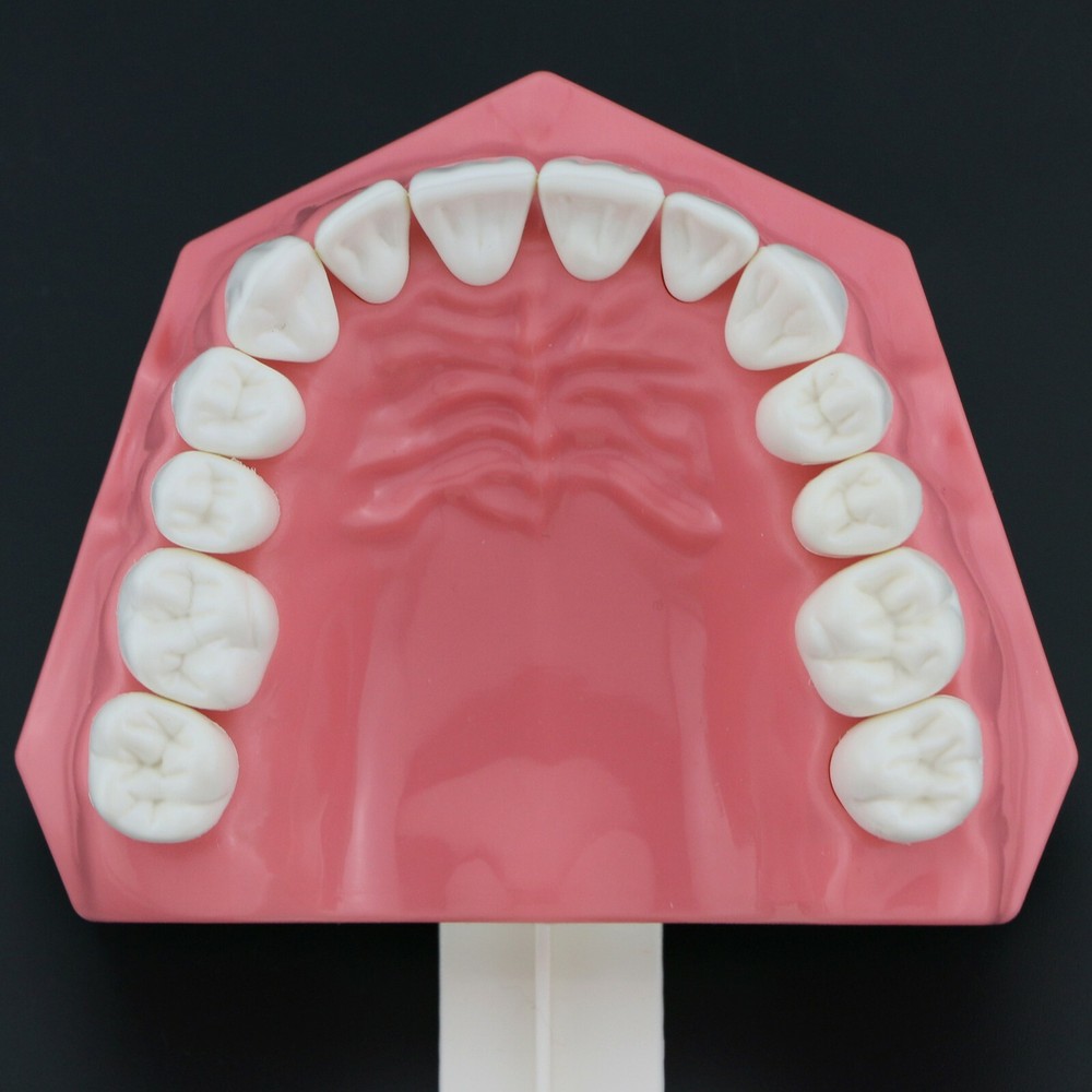 USA Dental Brushing Flossing Practice Teeth Typodonts Model Teaching Studying