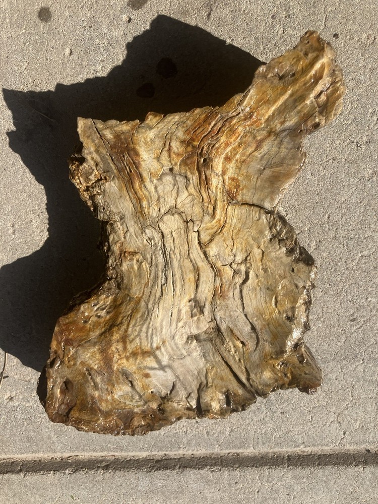 Petrified Wood Specimen