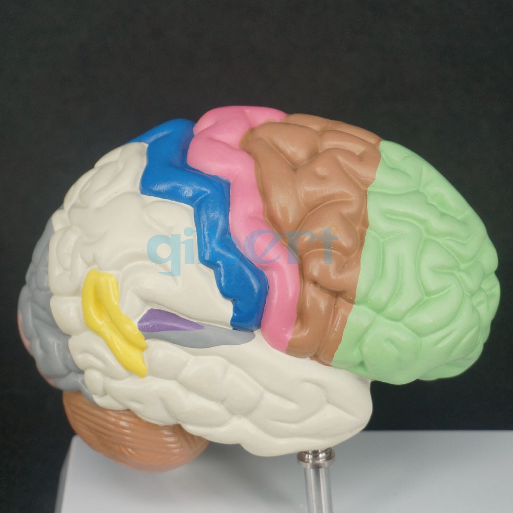 Color Brain Domain Anatomy Anatomical Model Right Brain Medical Function