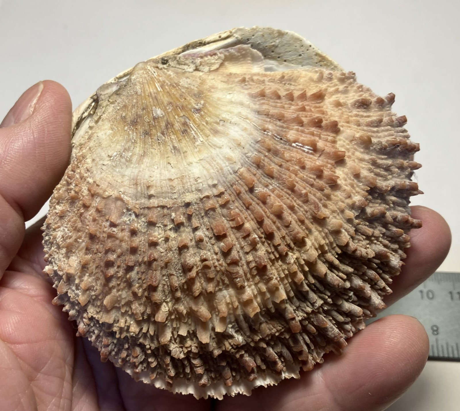 Crassedoma giganteum. Rock Scallop. Collected in SE Alaska. Attached to bivalve.