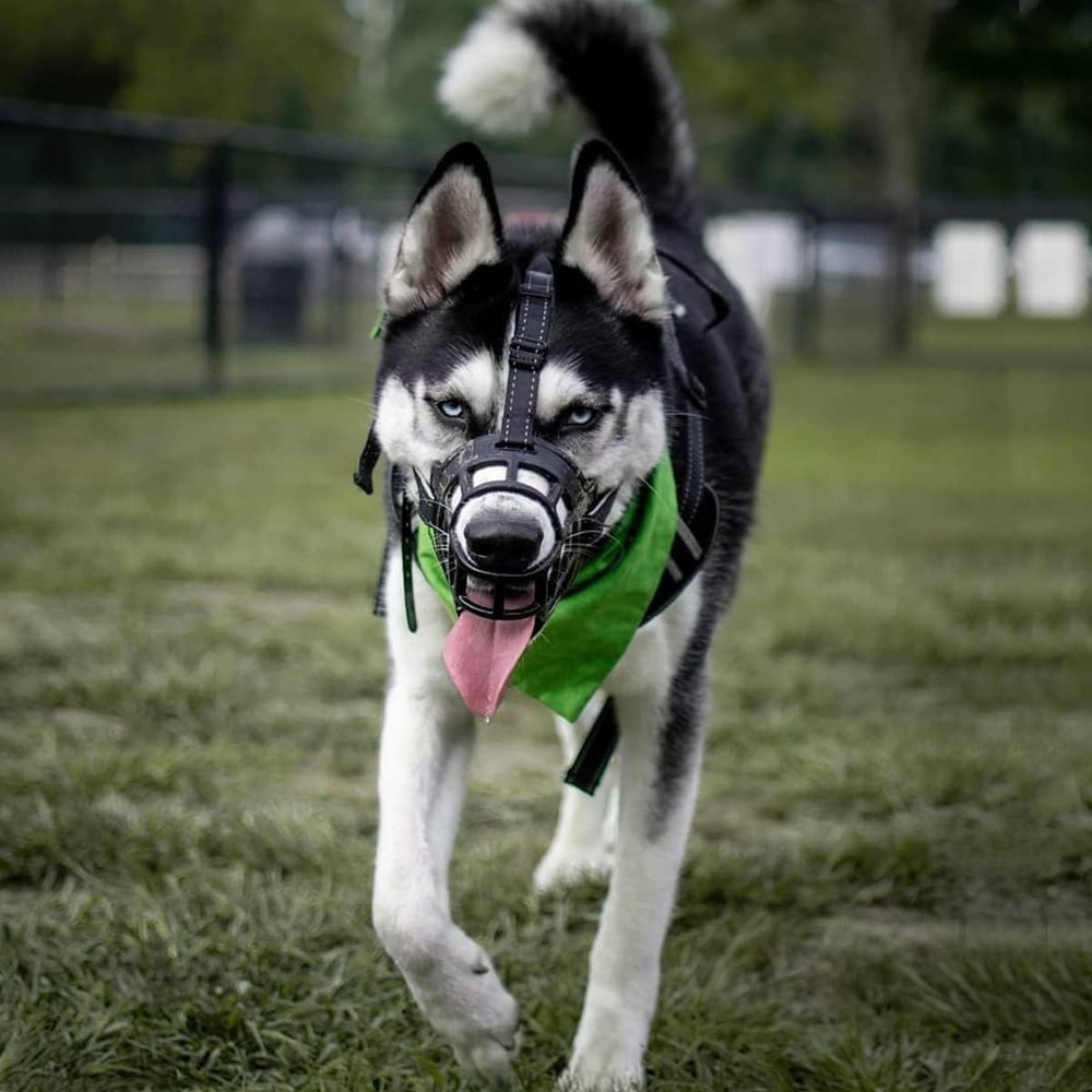 Soft Silicone Large Dog Muzzle - Comfortable Anti-Biting and Chewing Solution