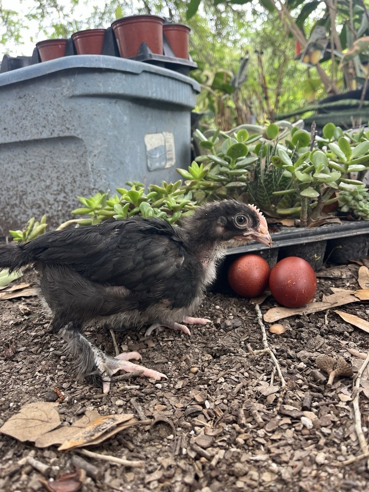 12 Olive And Dark Chocolate Egger Hatching Eggs