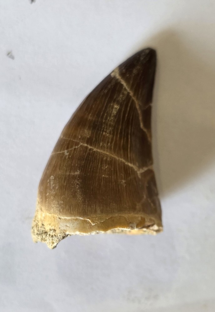 Mosasaurus Tooth Sp.