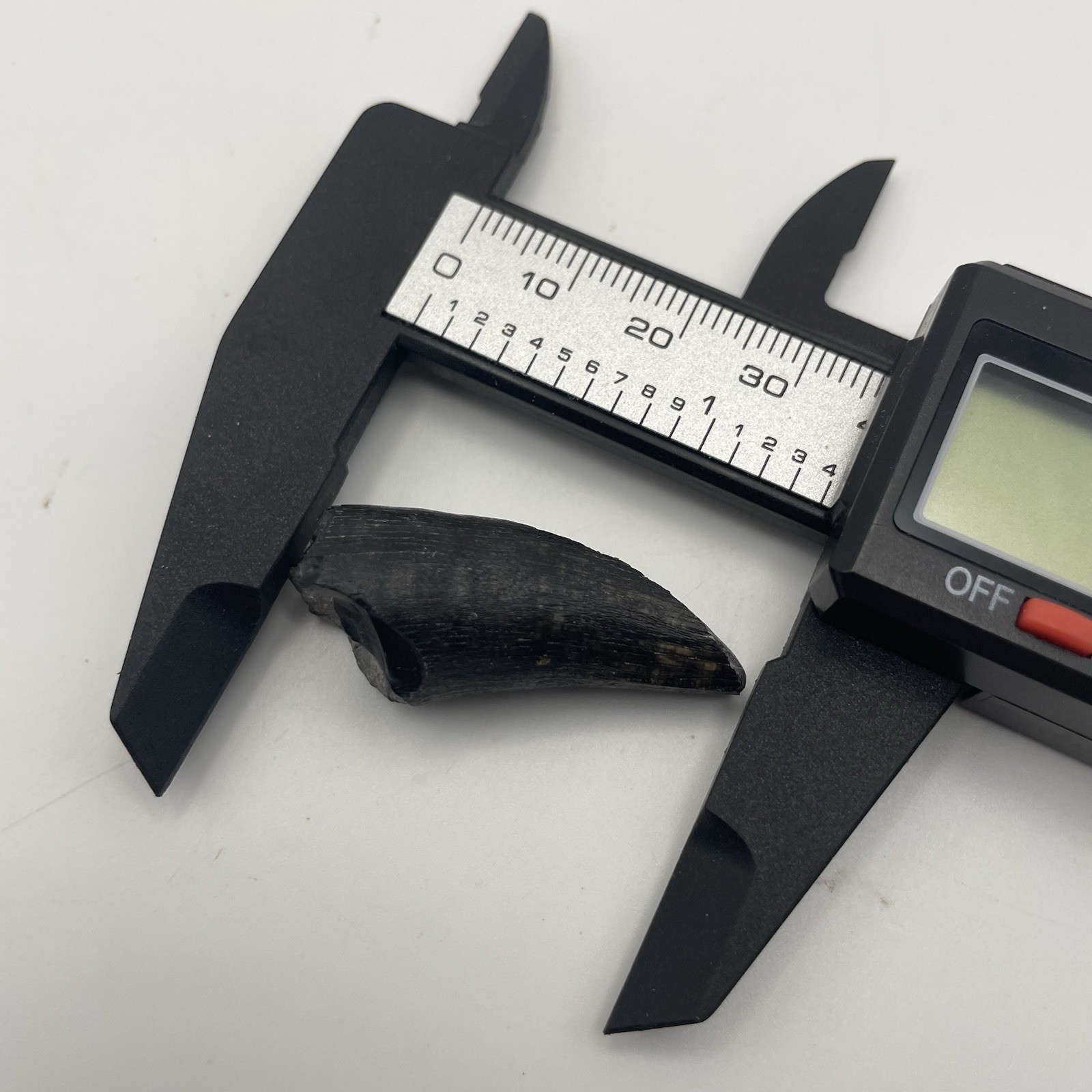 Alligator Tooth Fossil Feeding Wear On Tip Authentic Florida Fossil Alligator