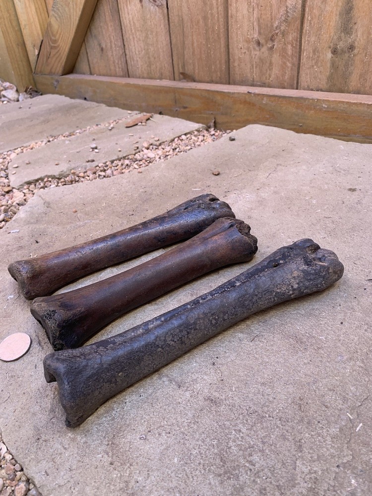Fossilized, Bison, Bones