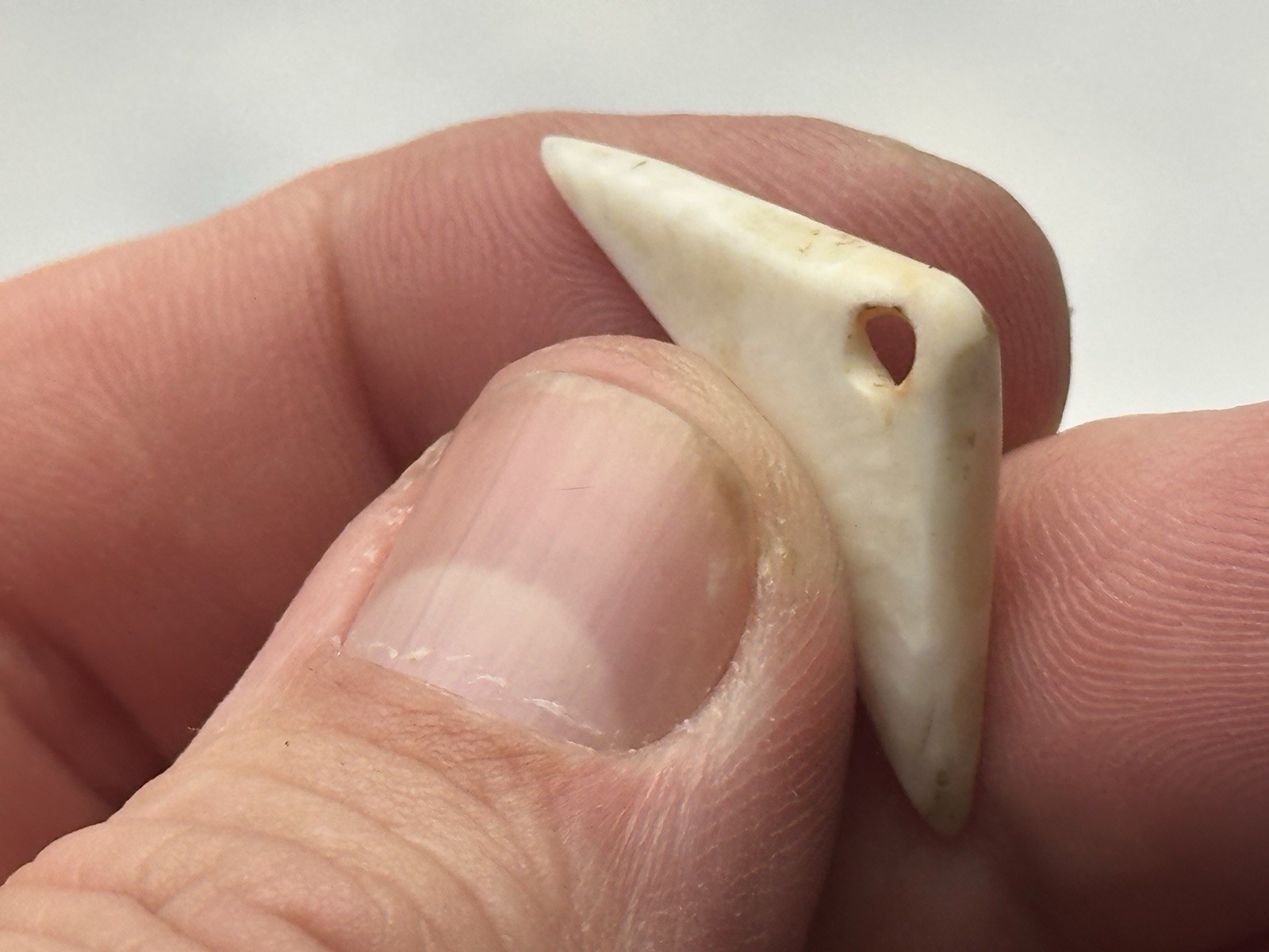 NICE ANASAZI HOHOKAM MIMBRES DRILLED SHELL PENDANT / GORGET FROM ARIZONA