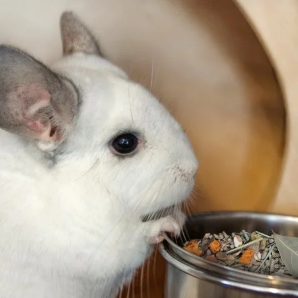 Menu Chinchilla Food with Timothy