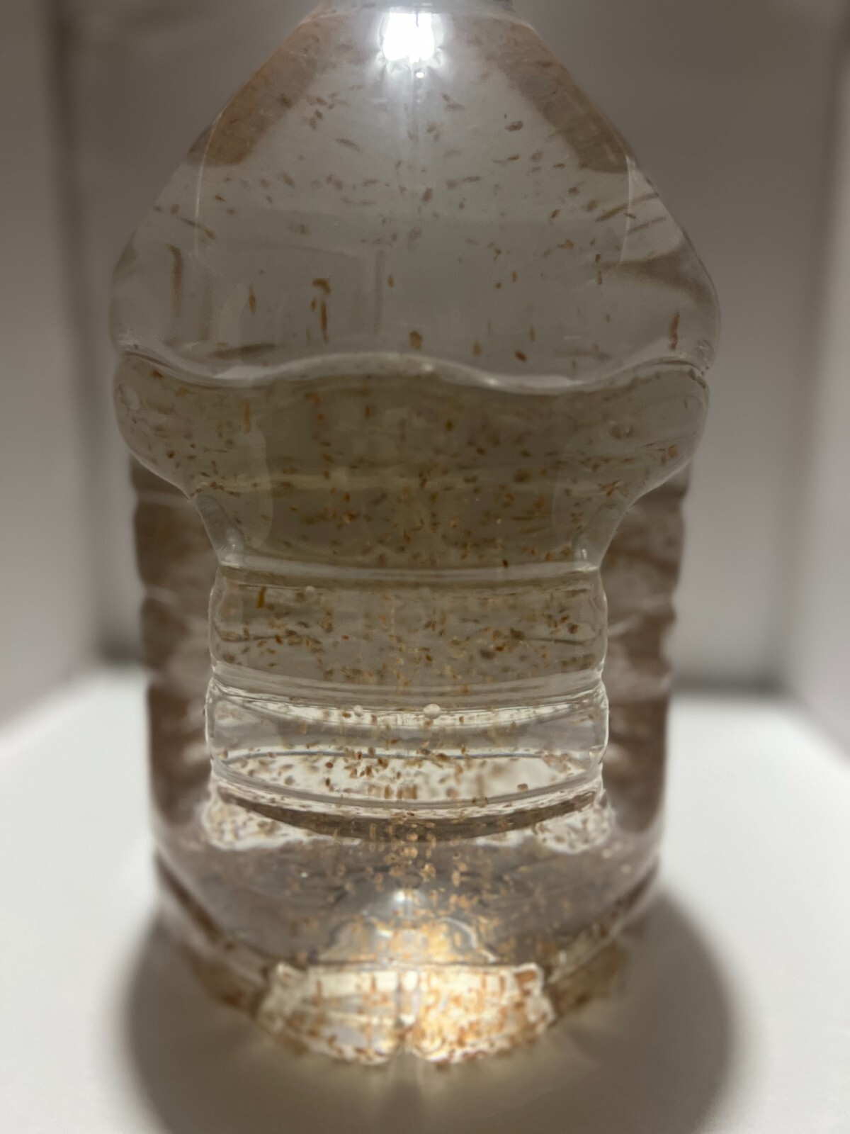 2500 Daphnia Magna (Clean Indoor Culture) Buy 2 get 1 free!