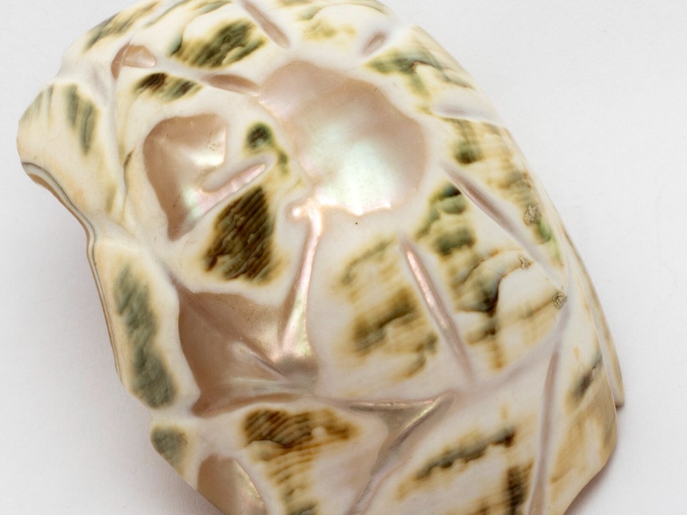 Two Antique Carved Shell Salts