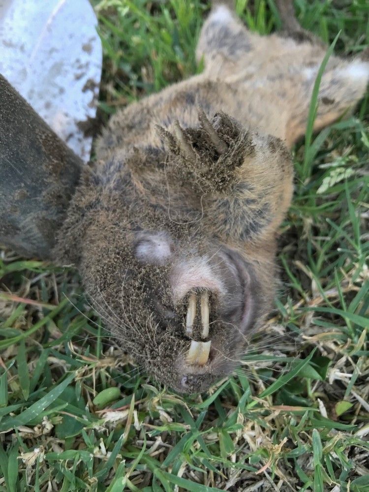 (2PACK)Gopher Mole Vole Tunnel Trap Sensitive Trapper Eco Friendly Catcher