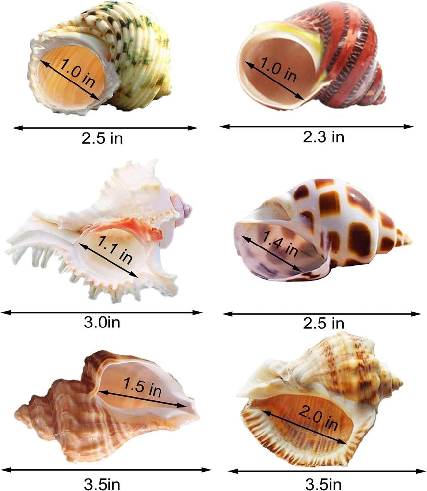 6 PCS Hermit Crab Shells Medium Large XLarge Growth Turbo Seashells