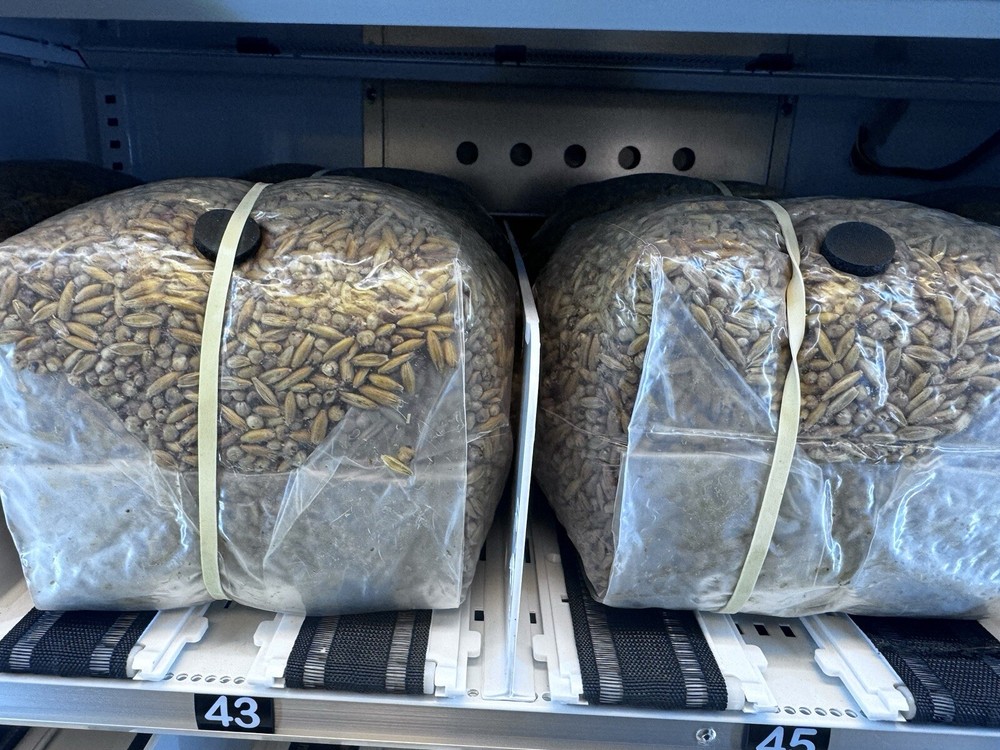 Sterilized grain spawn