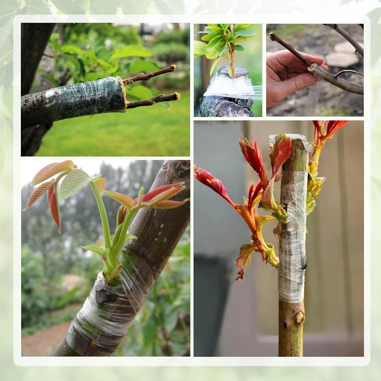 3 Rolls Grafting Tape Stretchable Garden Plants Repair Tape for Fruits Tree