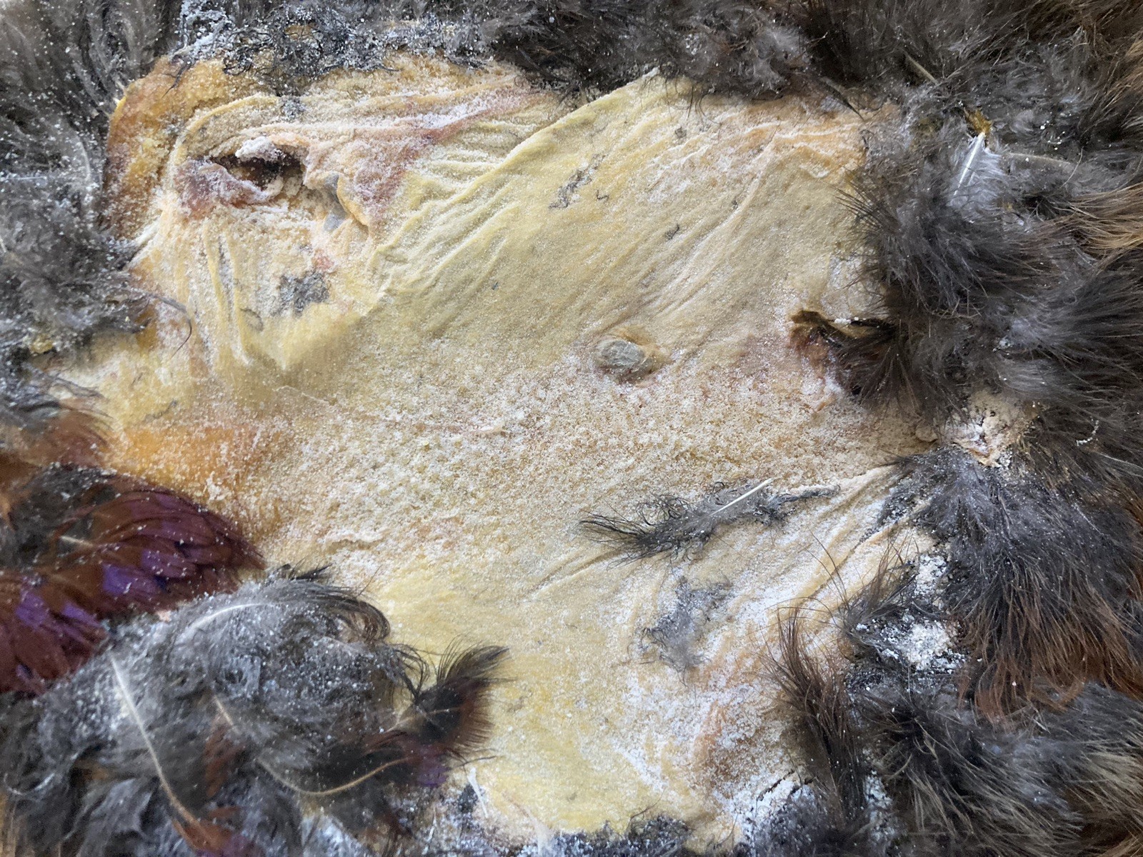 Rooster RINGNECK PHEASANT Full SKIN 2 Wings Tail Feathers Wall Art Man Cave