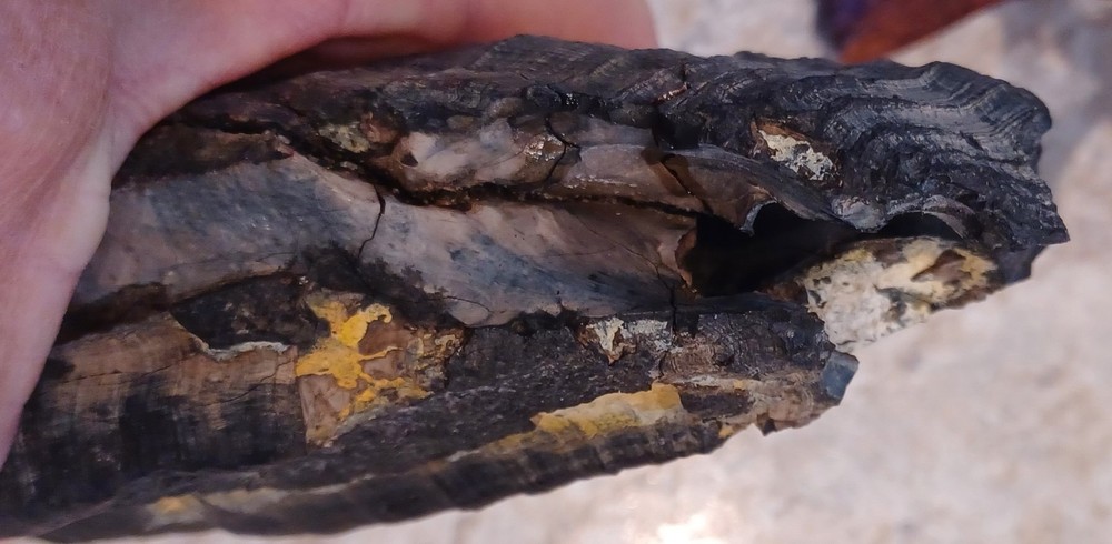 Unknown Large Fossil