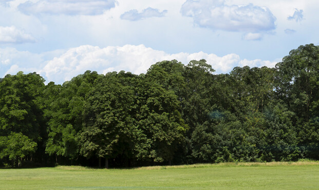 TrainJunkies Just Trees 1 Model Railroad Backdrop