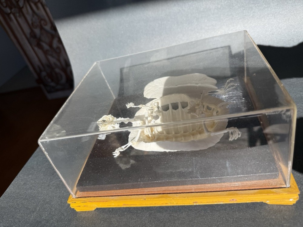 Encased Turtle Skeleton