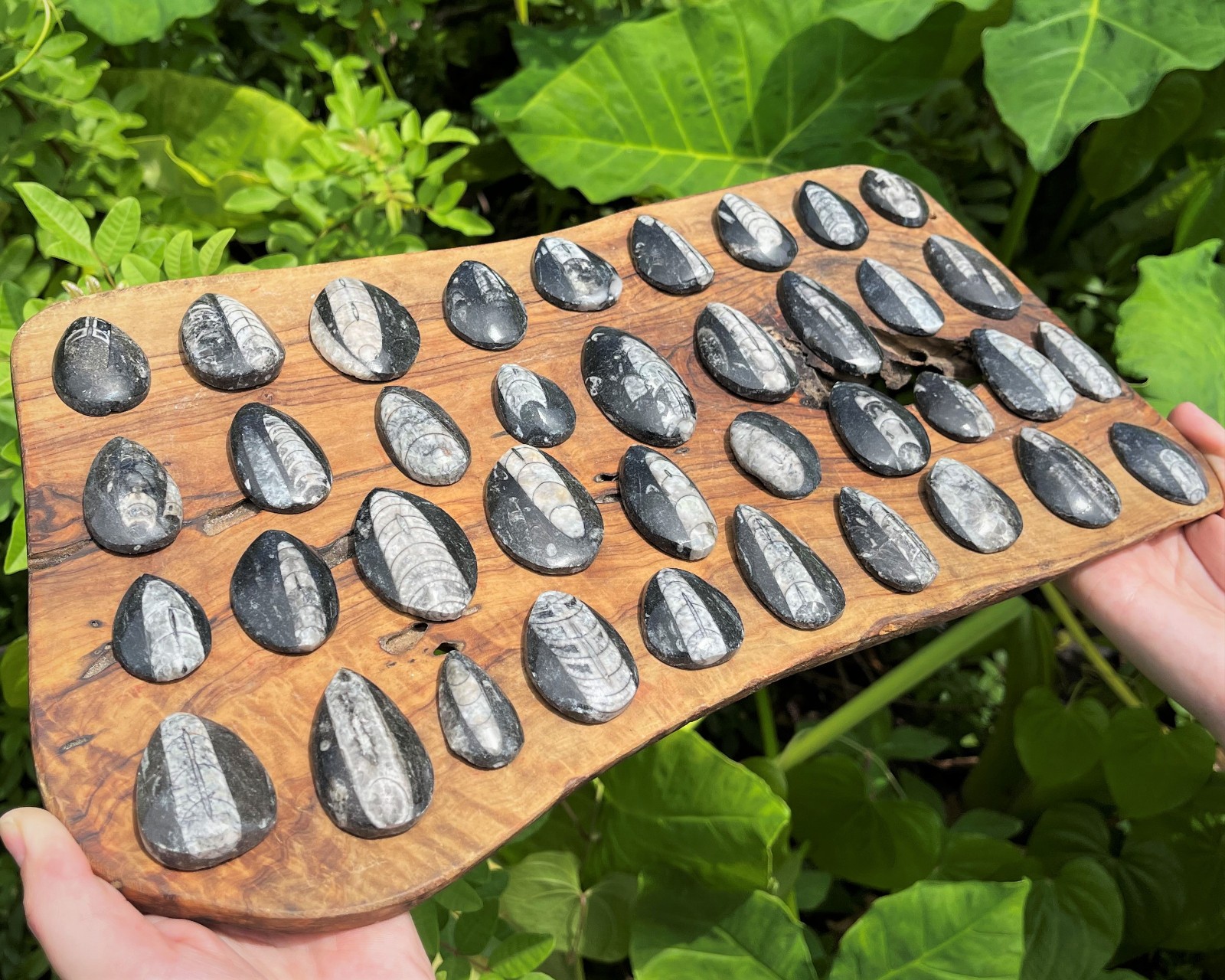 Fossil & Mineral Gift Box - Ammonite, Trilobite, Shark Tooth, Fulgurite & More!