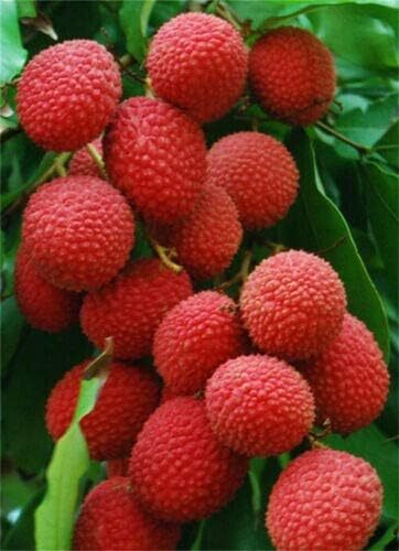 5 lbs fresh lychee fruits