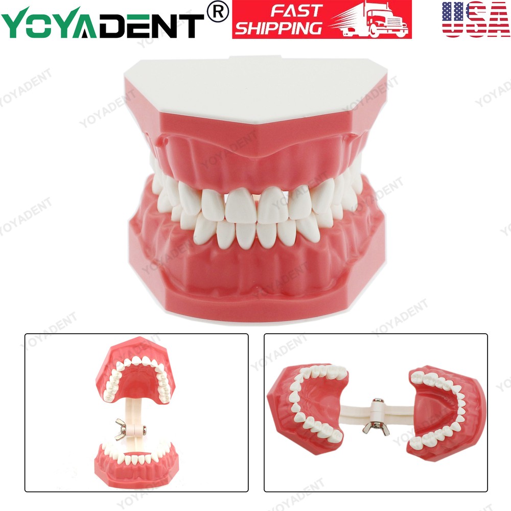 Dental Teeth Model Standard 1:1 Brushing Flossing Practice Teaching Model M7010
