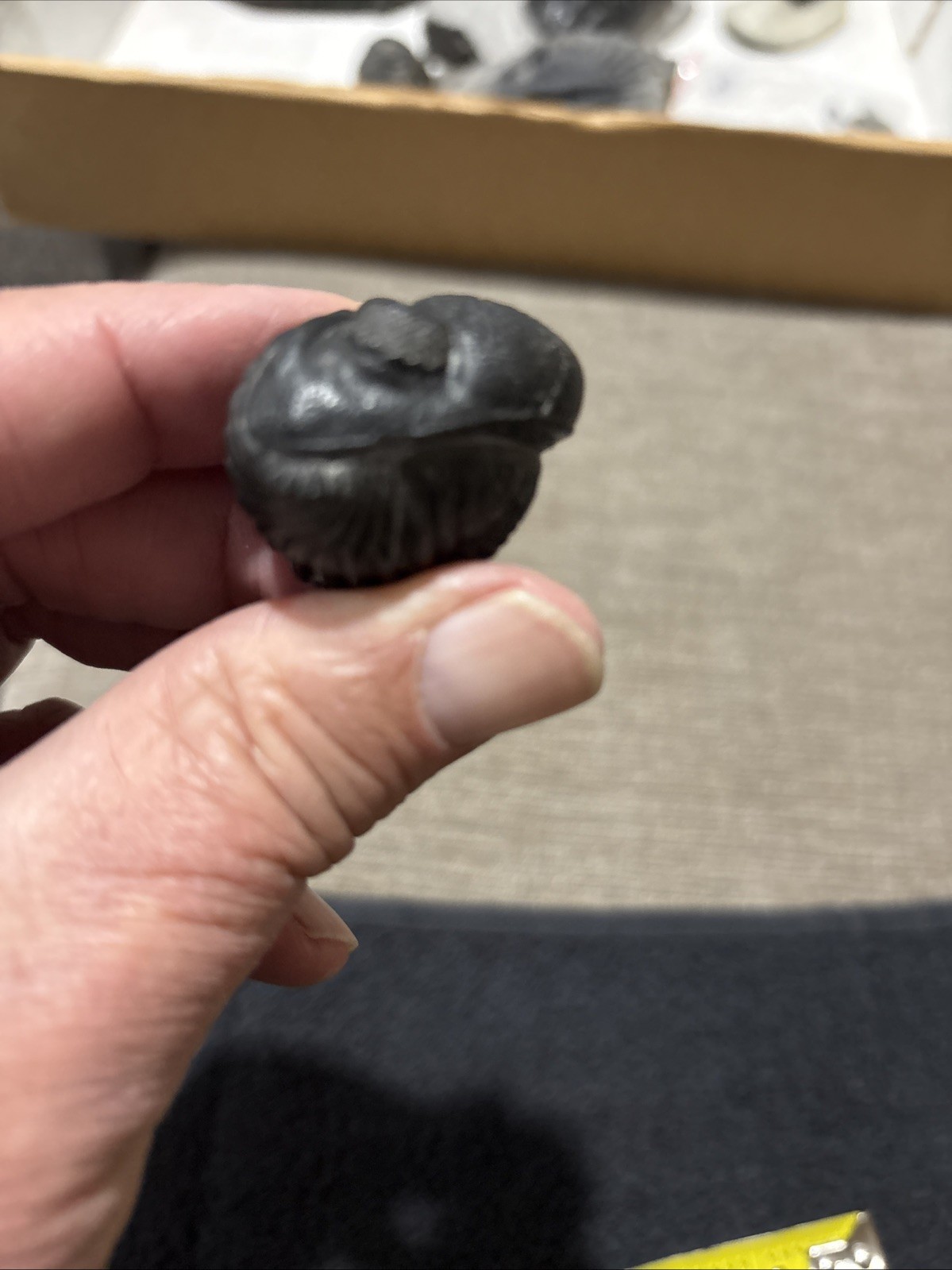 Rolled Pedinopariops 1 3/4 Inches Diameter Pretty Nice Not Perfect