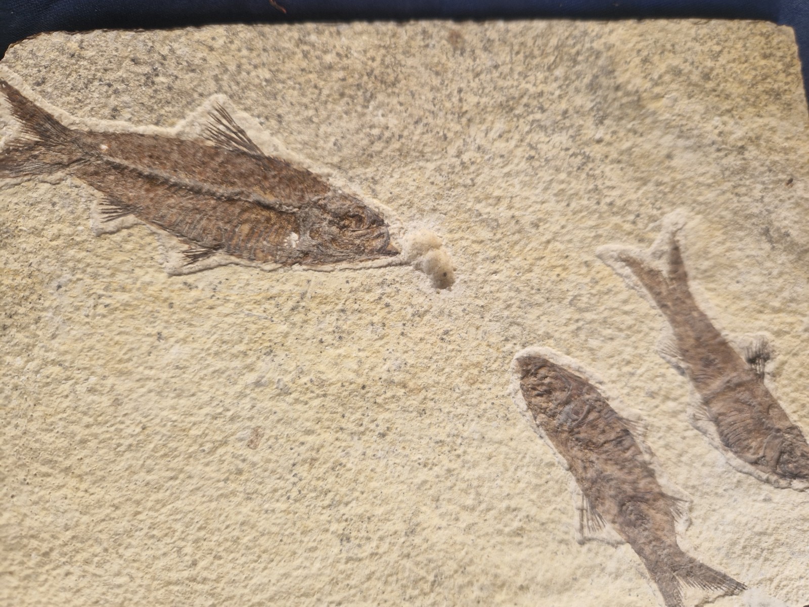 FABULOUS KNIGHTIA HIGH FOSSIL FISH PLATE - GREEN RIVER FMT - WYOMING - USA..