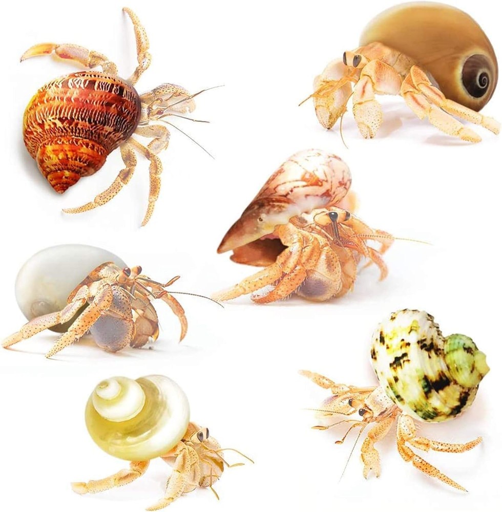 Hermit Crab Shells Medium and Large Growth Turbo Seashells 1” - 2” Shell