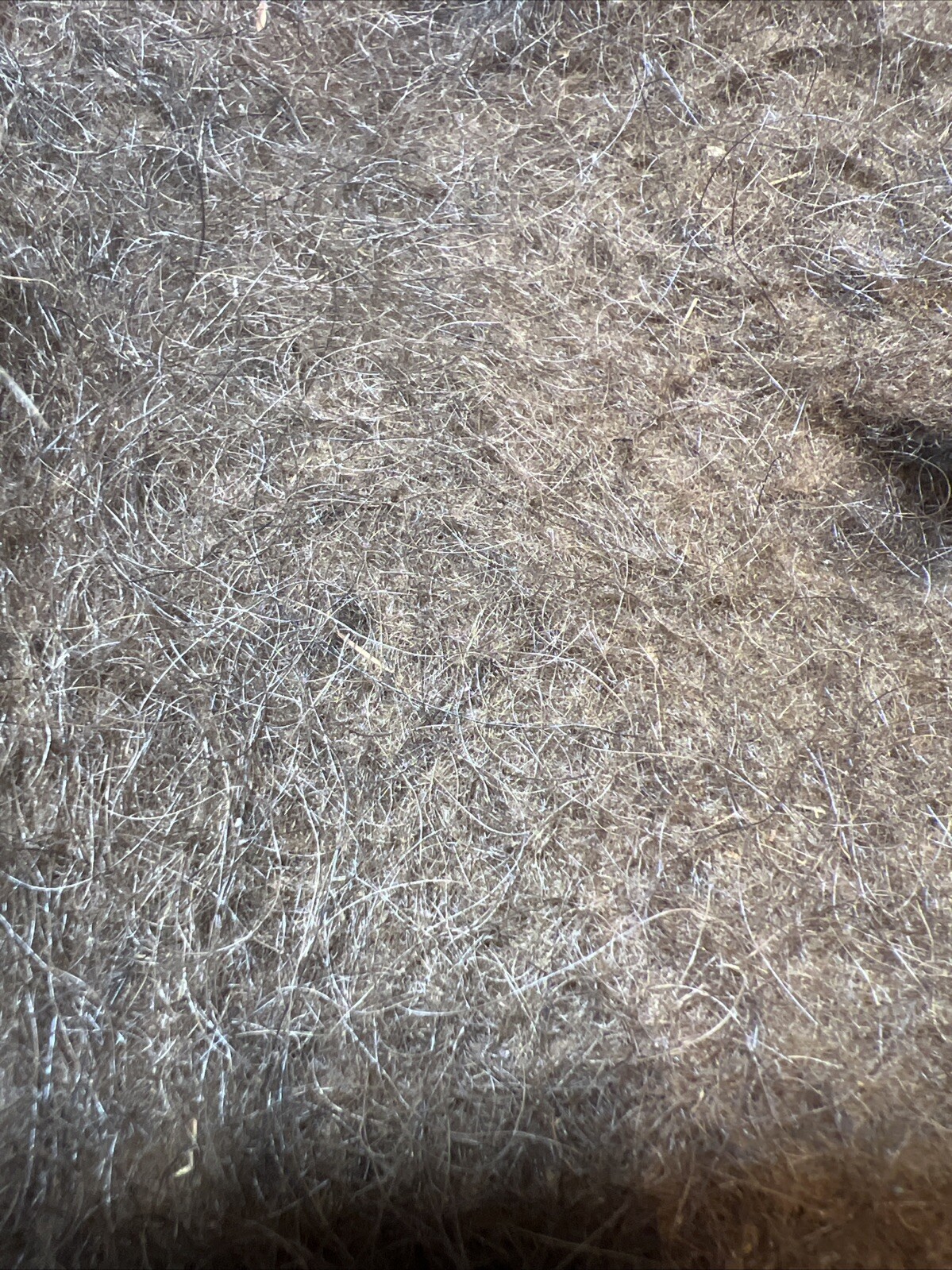 American Bison Buffalo Wool Section 1.6 Ounce