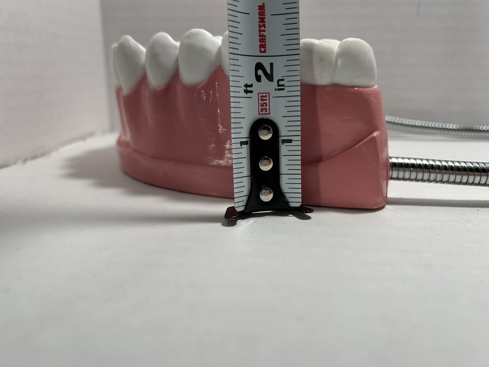 Teeth Dental Teaching Articulating Large Jaw