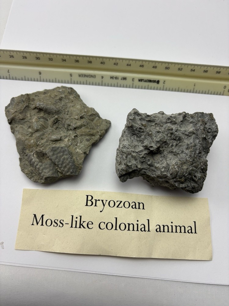 Bryozoan fossils