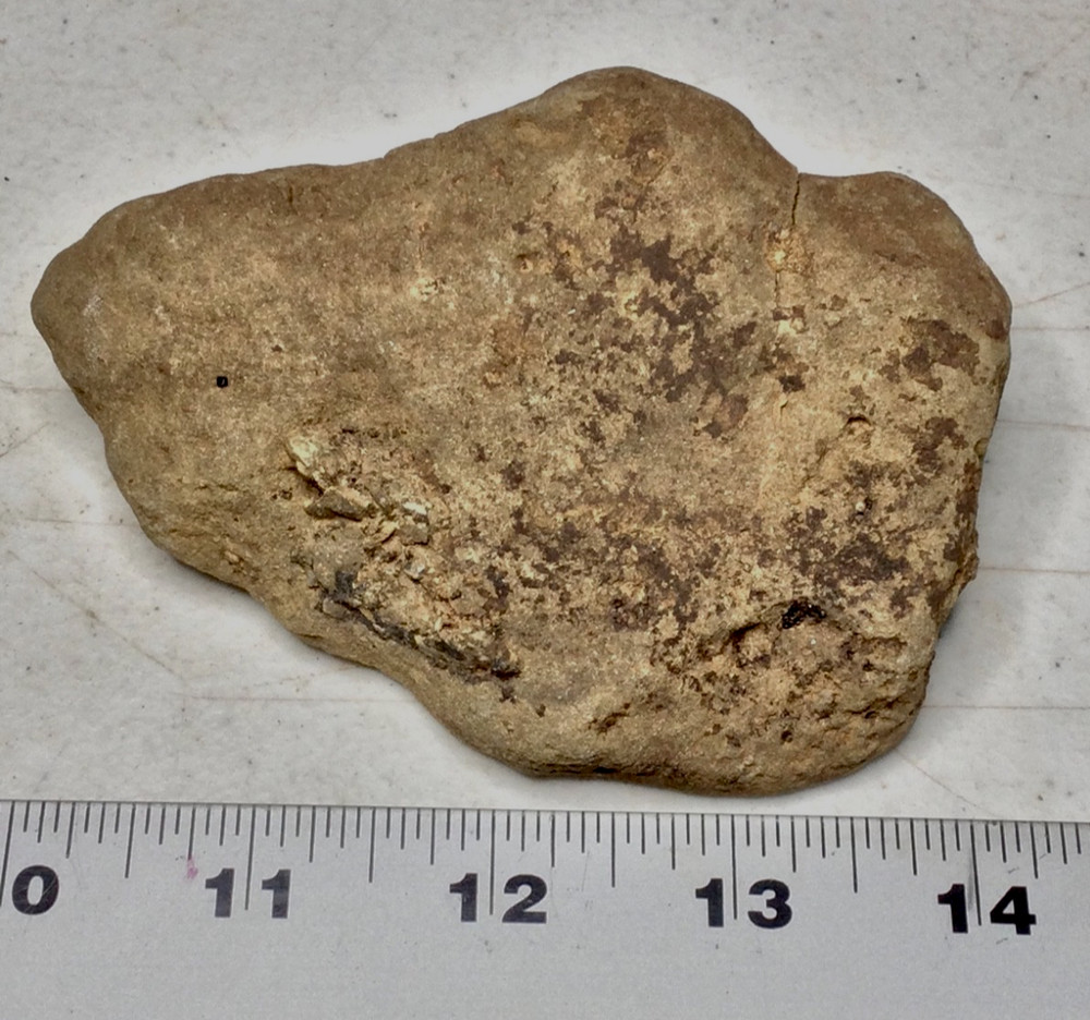 Ankylosaurus ARMOR PLATE