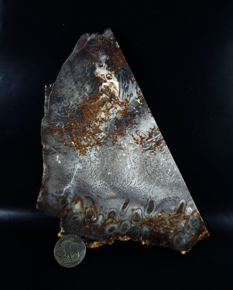 Petrified Palm Root Slab