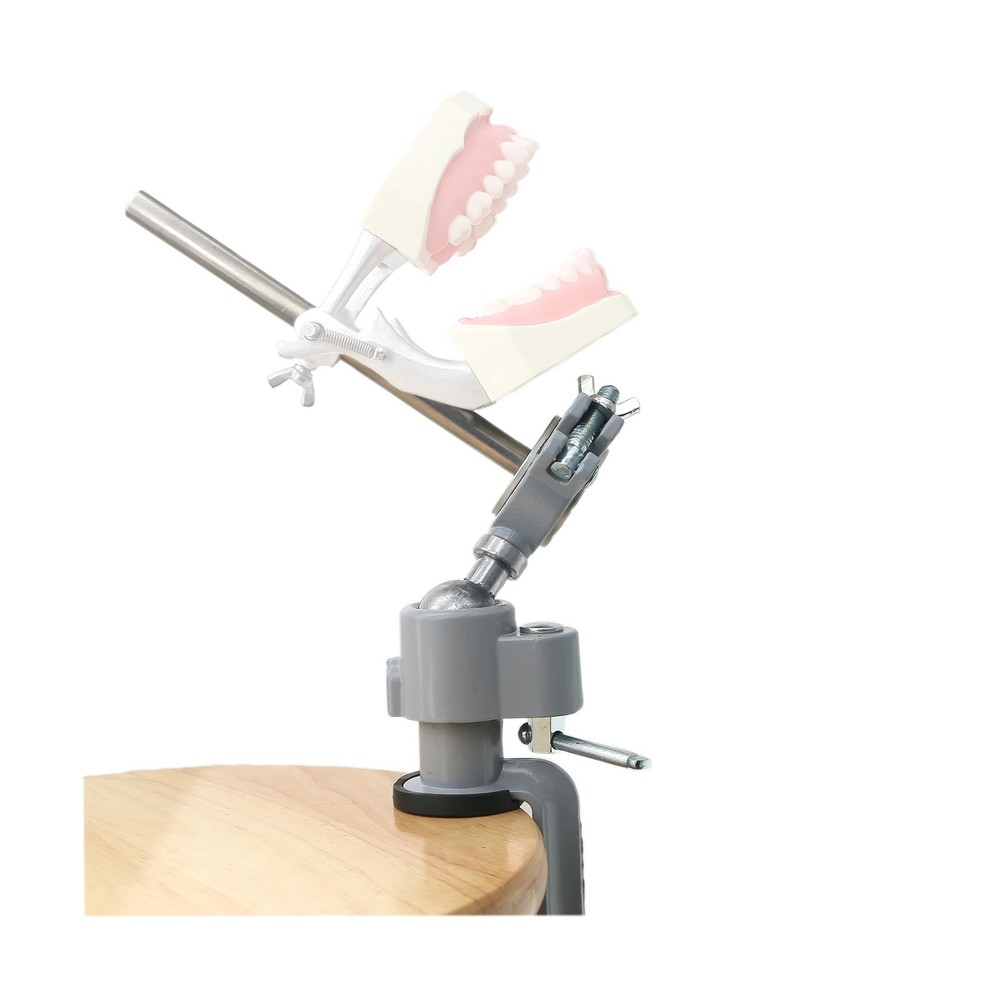 Typodont Teeth Model Teeth Model Training Mount Fixed on Desk Training Maniki...