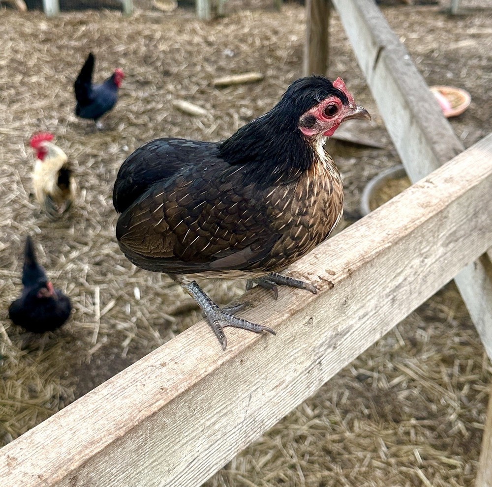 kikiriki hatching eggs 6++ PLEASE READ THE DESCRIPTION