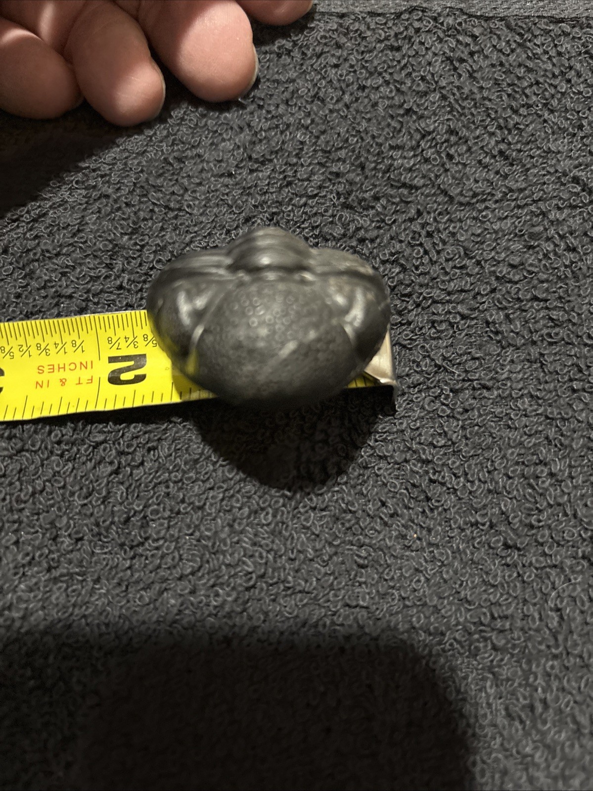 Rolled Pedinopariops 1 3/4 Inches Diameter Pretty Nice Not Perfect