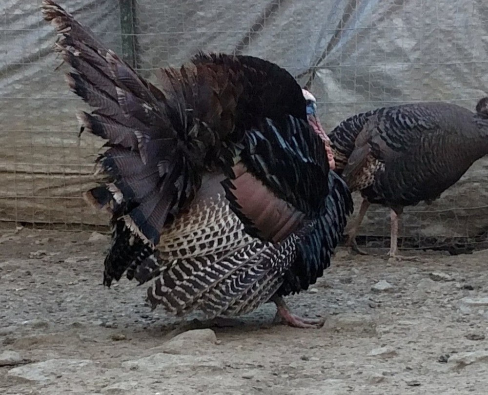 12 Eastern Wild Turkey Hatching Eggs
