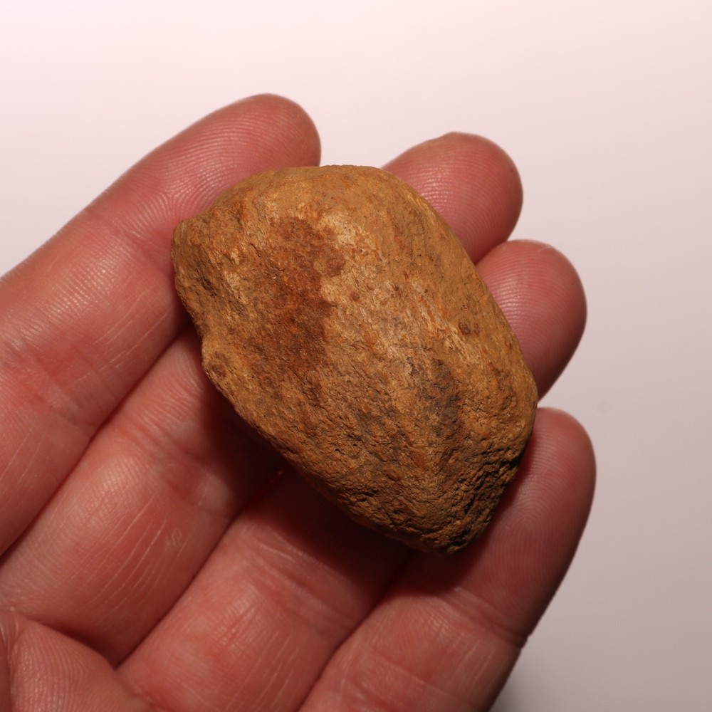 Dinosaur Scute Node - Hell Creek Formation - Nice - CRETACEOUS