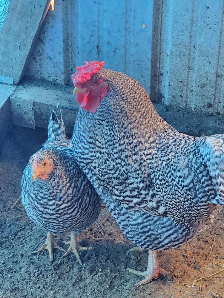 12 Dominique Hatching Eggs