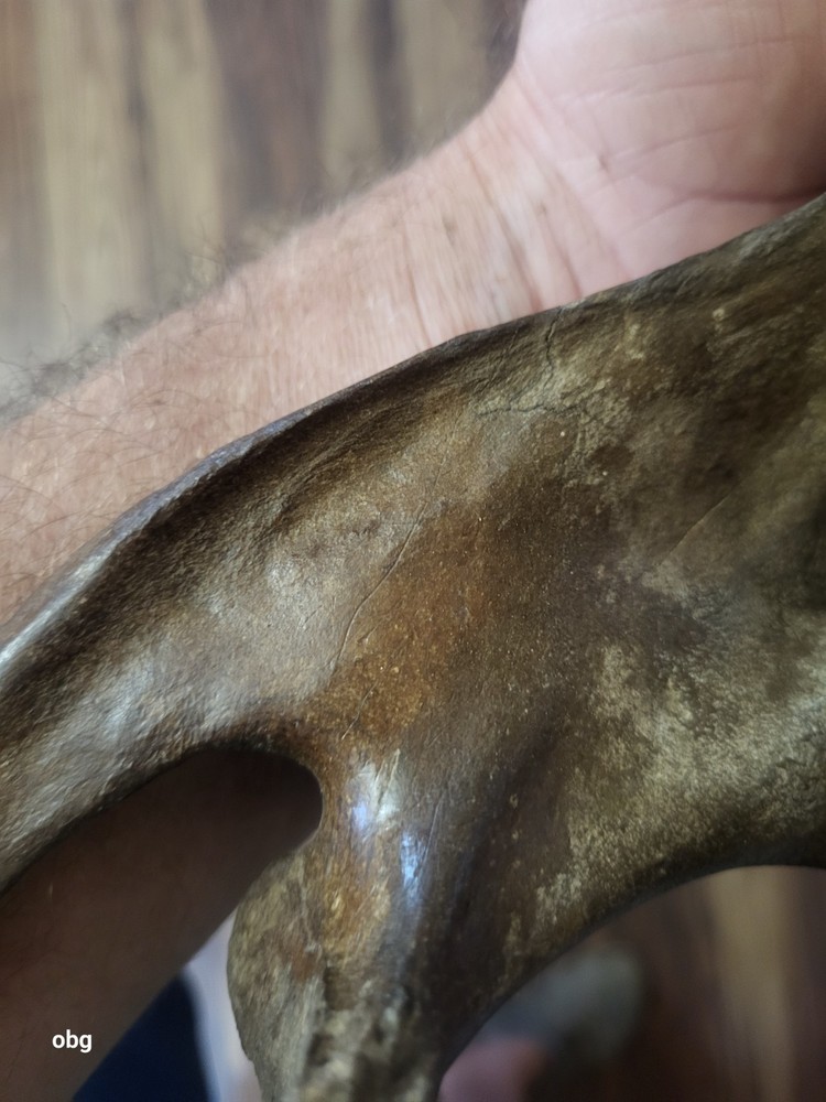 Historic Bison lower jaw bone buffalo