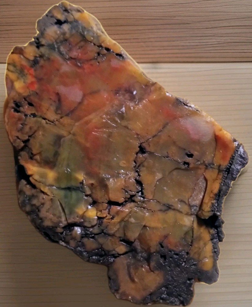 Rainbow Petrified Wood Rough 212g