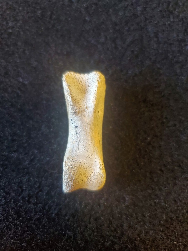 Theropod Toe Bone